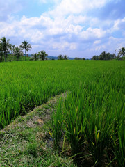 View of the green rice fields in Bali
