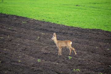 Roe deer standing in a plowed field