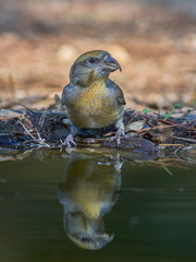 female common piquituerto (Loxia curvirostra), passerine bird of the family of fringilides. Malaga, Spain