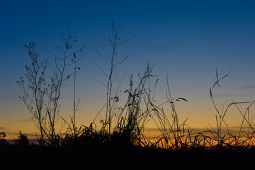 Fototapeta premium coucher de soleil paysage nature vegetal arbre 