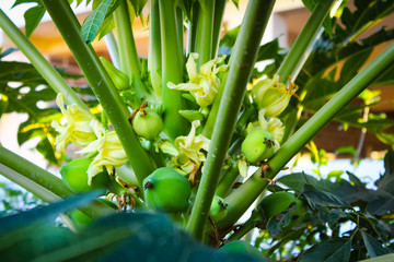 A nice papaya growing with flowers