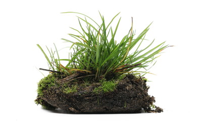 Green moss on soil, dirt pile with grass isolated on white background