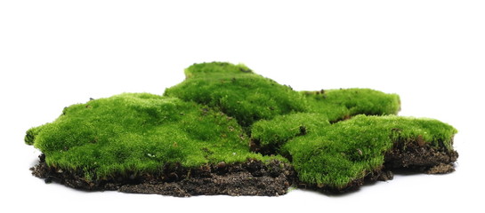 Green moss with soil, dirt pile, isolated on white background