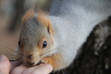 squirrel