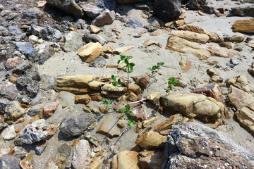 Small tree in the rocks