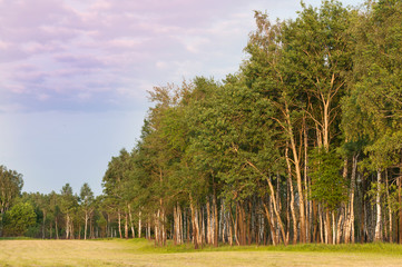  las brzozowy © Konrad