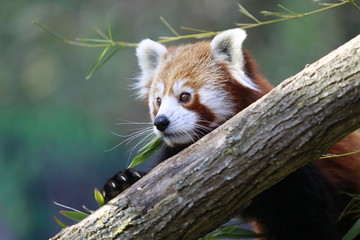 Kleiner Panda isst Blätter