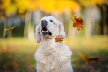 Elderly dog breed Golden Retriever portrait, autumn yellow leaves and sunshine