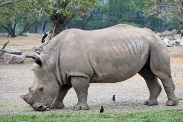 big and strong rhino eating grass