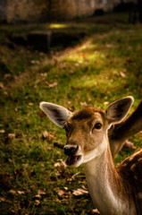 Some young fallow deer in a meadow