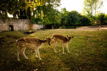 Naklejka na ściany i meble Some young fallow deer in a meadow