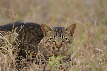 枯草と猫