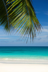 Sun-dappled palm tree fronds hanging in front of a dazzling blue tropical beach