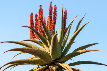 Aloe Ferox flowers 