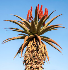 Aloe Ferox flowers 