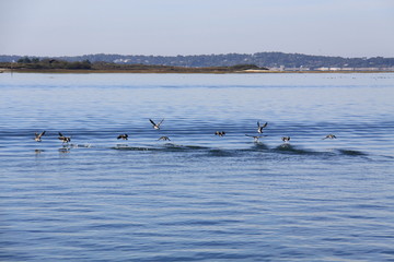 Naklejka premium Le bassin d'Arcachon