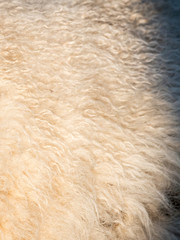 rough natural white sheepskin