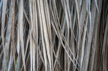 Old dry grass nature background. Long dried plant leaves texture