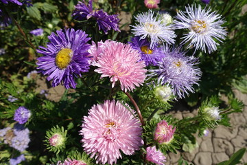 Multicolored flowers of pink and violet China asters