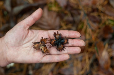 Few wild raw hazelnuts on open hand on blurred autumn forest background