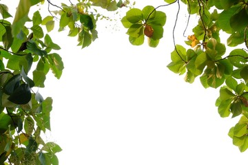 Golden Teak tree leaves with branches on white isolated background for green foliage backdrop 