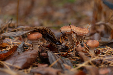 Few honey agaric mushrooms on the wet forest ground, selective focus