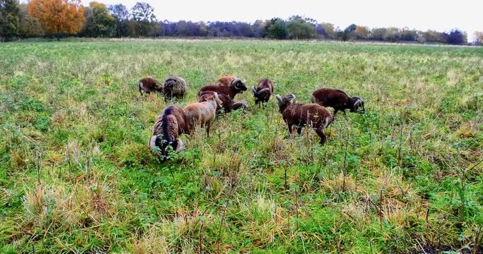 A group of large horned goats eating grass in a field on a rainy day. Their large curly horns are fully displayed.