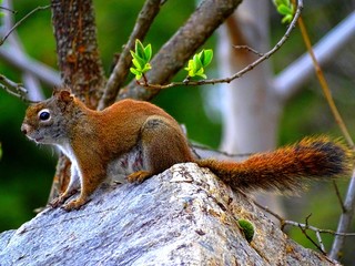 Ecureuil gris (Sciurus carolinensis) d'Amérique