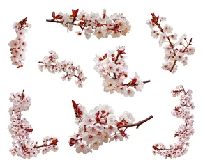 Fotobehang Kersenbloesem bloemen in bloei op tak geïsoleerd op een witte achtergrond. Uitsparing oftewel uitsnede of uitsnede van Japanse Sakura bloemen en knoppen. Lente en romantische set of pack. Selectieve aandacht. © StockPhotosArt