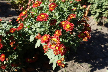 One bee pollinating red and yellow flower heads of Chrysanthemum in October
