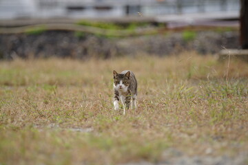 歩いてくる猫