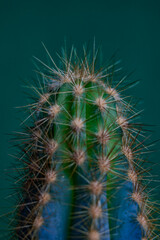 macro sharp cactus
