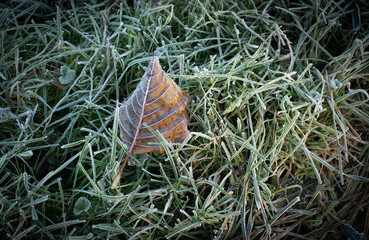 Single frozen alder leaf with ice crystals on grass