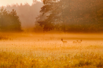 sarenki w rannej mgle © Konrad