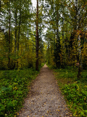 Path in the autumn forest