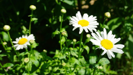 Daisy Flowers İn The Field