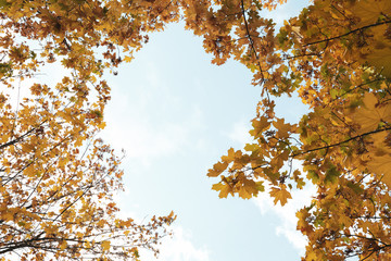 Trees with yellowed leaves against blue sky. Autumn landscape