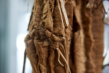 Ayahuasca Vine Bark Macro photograph