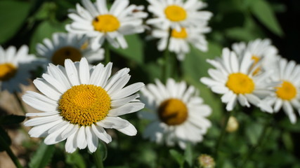 Daisy Flowers İn The Field