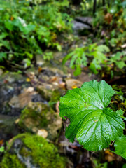 Stream in the forest
