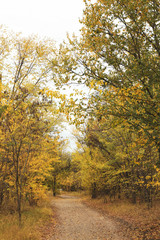 Path in forest and trees with yellow leaves. Autumn landscape