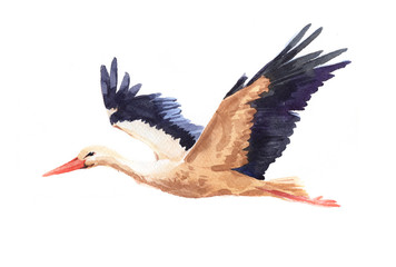 Watercolor single stork animal isolated on a white background illustration.	
