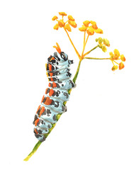 Watercolor single caterpillar insect animal isolated on a white background illustration.