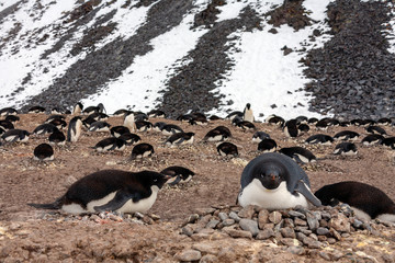 Fototapeta premium Adelie penguin colony - Antarctica