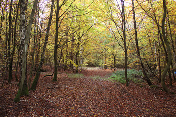 Obraz premium herbstlicher Wald im Spessart