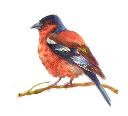 Watercolor single swallow animal isolated on a white background illustration.	