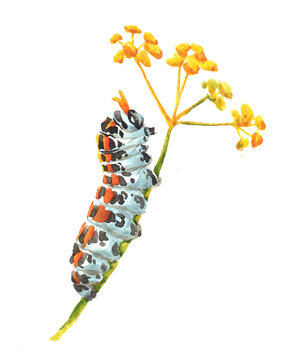 Watercolor Single Caterpillar Insect Animal Isolated On A White Background Illustration.