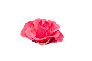 Red Rose isolated on the white background with clipping path