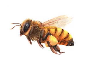 Foto op Plexiglas Aquarel enkele bijen insect dier geïsoleerd op een witte achtergrond afbeelding © PYRAMIS