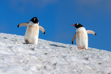 Obraz premium Gentoo Penguins - South Shetland Islands - Antarctica